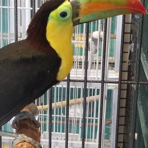 Keel-Billed Toucan( Ignatius)