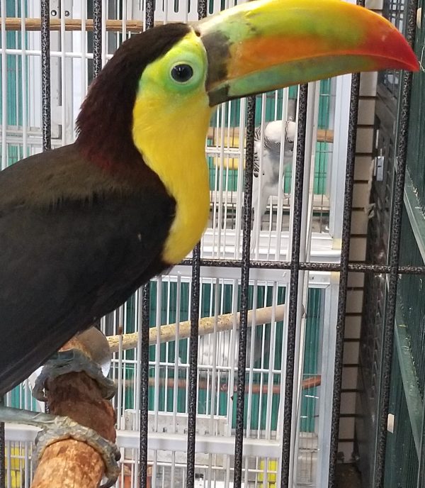 Keel-Billed Toucan( Ignatius)