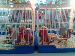 Galah Cockatoo 4sale