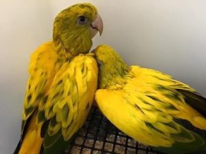 Golden Conures 4sale