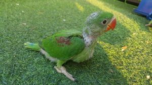 BUY 1ST Alexandrine Parakeet 