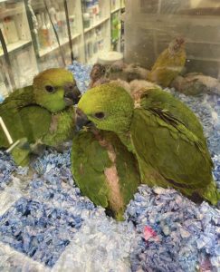  TOP 1ST Yellow-Naped Amazon Parrot