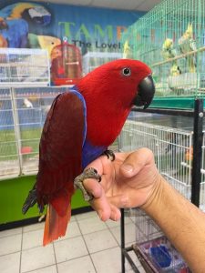 1ST Solomon Eclectus(BERRY)