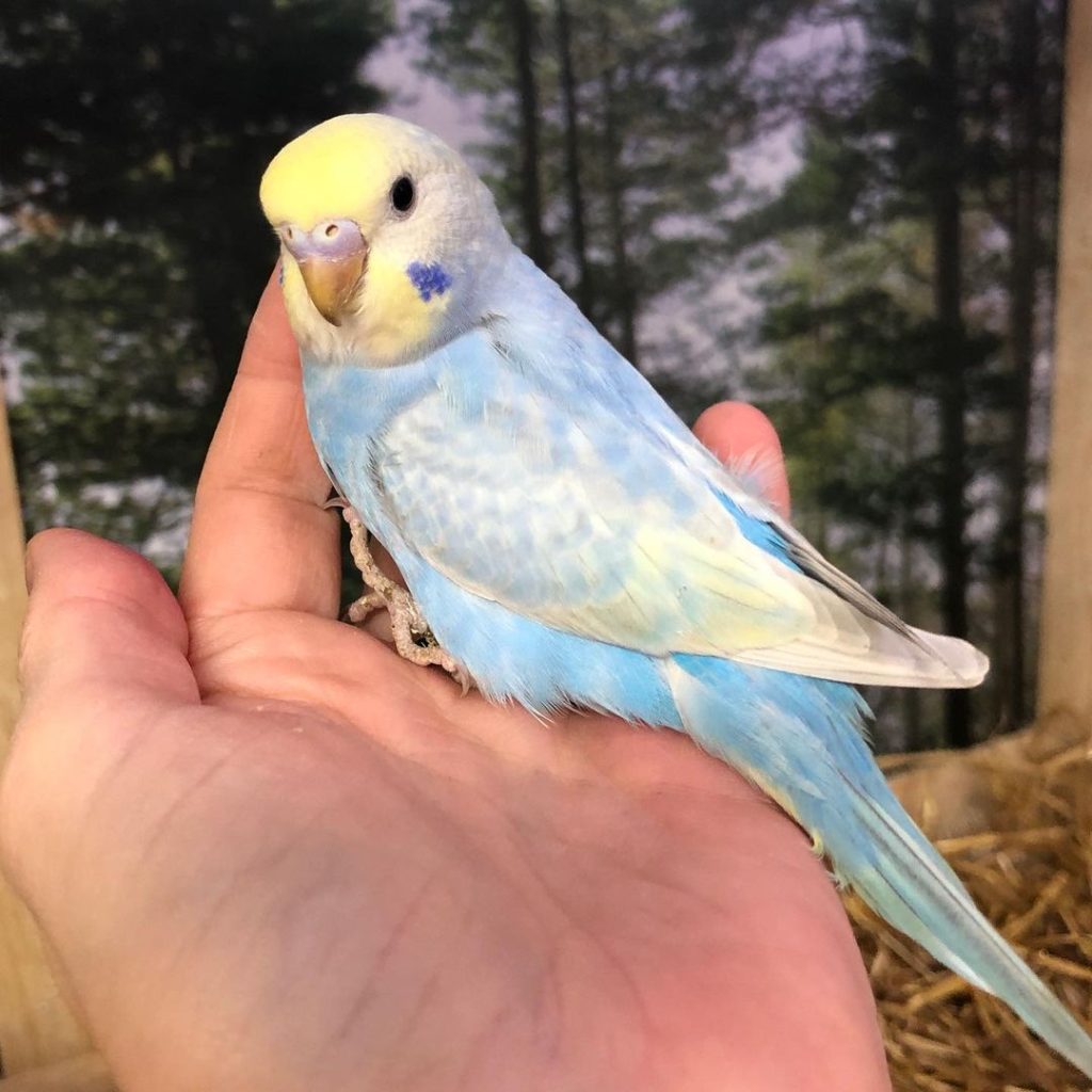 Buy Budgies Parrots - Colorful Companions for Sale