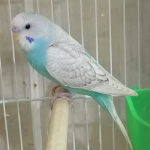 budgerigar Parrot 4sale