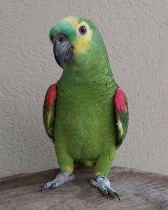 BLUE FRONTED AMAZON 4SALE