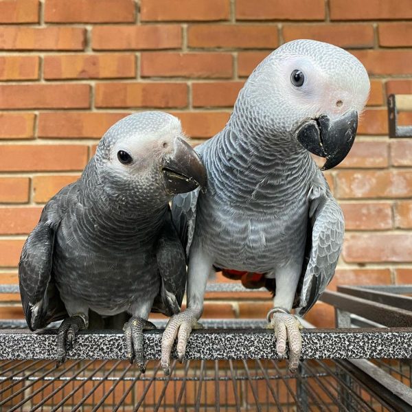 African Grey Parrot for Sale - Intelligent & Affectionate Companions