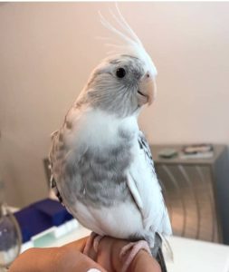 Cockatiel 4SALE (SILLY)