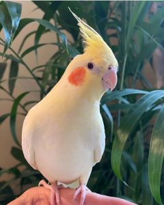 LUTINO COCKATIEL 4SALE