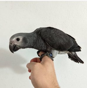 BABY AFRICAN GREY 4SALE