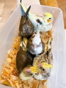 Cockatiels parrots for sale 