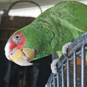 White Fronted Amazon for sale