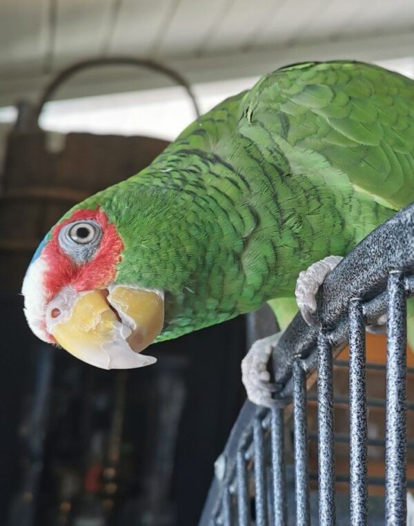 White Fronted Amazon for sale