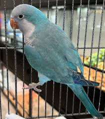 Quaker parrots for sale